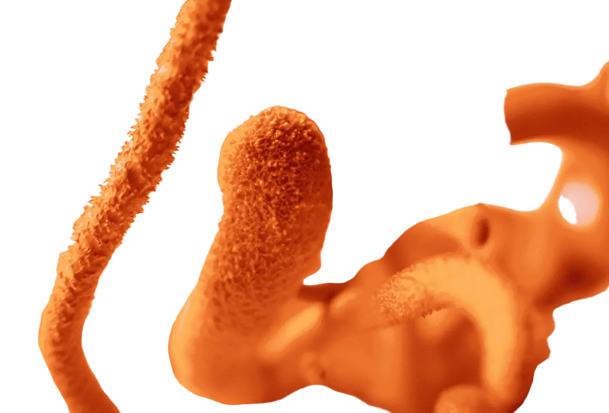 Bio Cordyceps Kapseln von myvial, 120 vegane Vitalpilze mit 1000 mg, Nahrungsergänzung in Kapseln