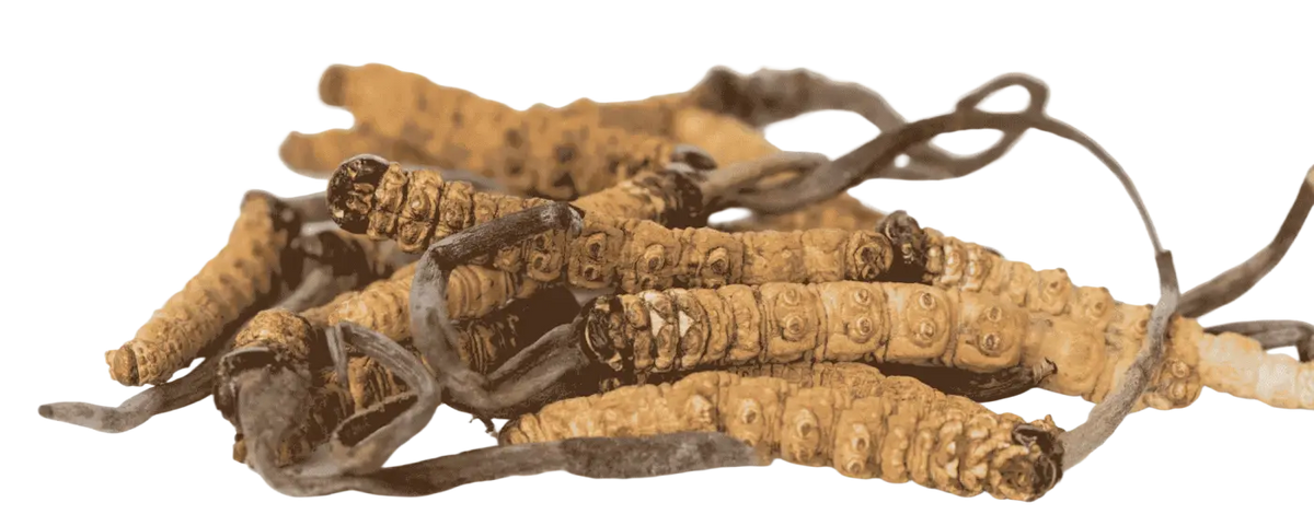 Bio Cordyceps Kapseln von myvial, vegane Vitalpilze mit 1000 mg, 120 Kapseln für nachhaltiges Nahrungsergänzungsmittel