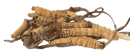 Bio cordyceps kapseln mit getrockneten hellbraunen cordyceps sinensis pilzen mit dunklen spitzen und strukturierten rillen