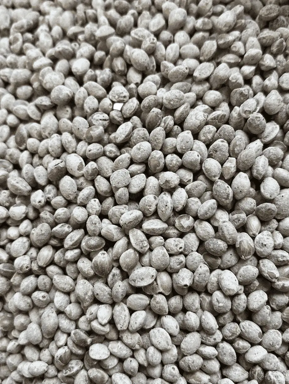 Bio geröstete Hanfsamen von myvial, 125g, ungeschält, vegan, nährstoffreich als Nahrungsergänzung.