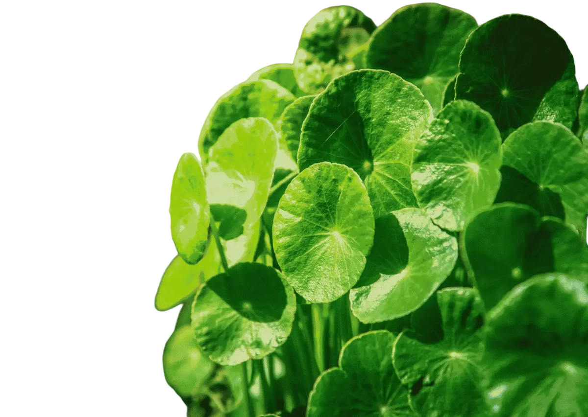 Bio Gotu Kola Kapseln von myvial, 120 Nahrungsergänzungskapseln für Haut, Gehirn und Durchblutung, natürliche Gesundheit.