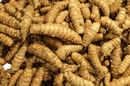 Ein haufen erdiger, knotiger bio kurkuma wurzeln mit rauer beige brauner haut für bio kurkuma kapseln mit bio pfeffer