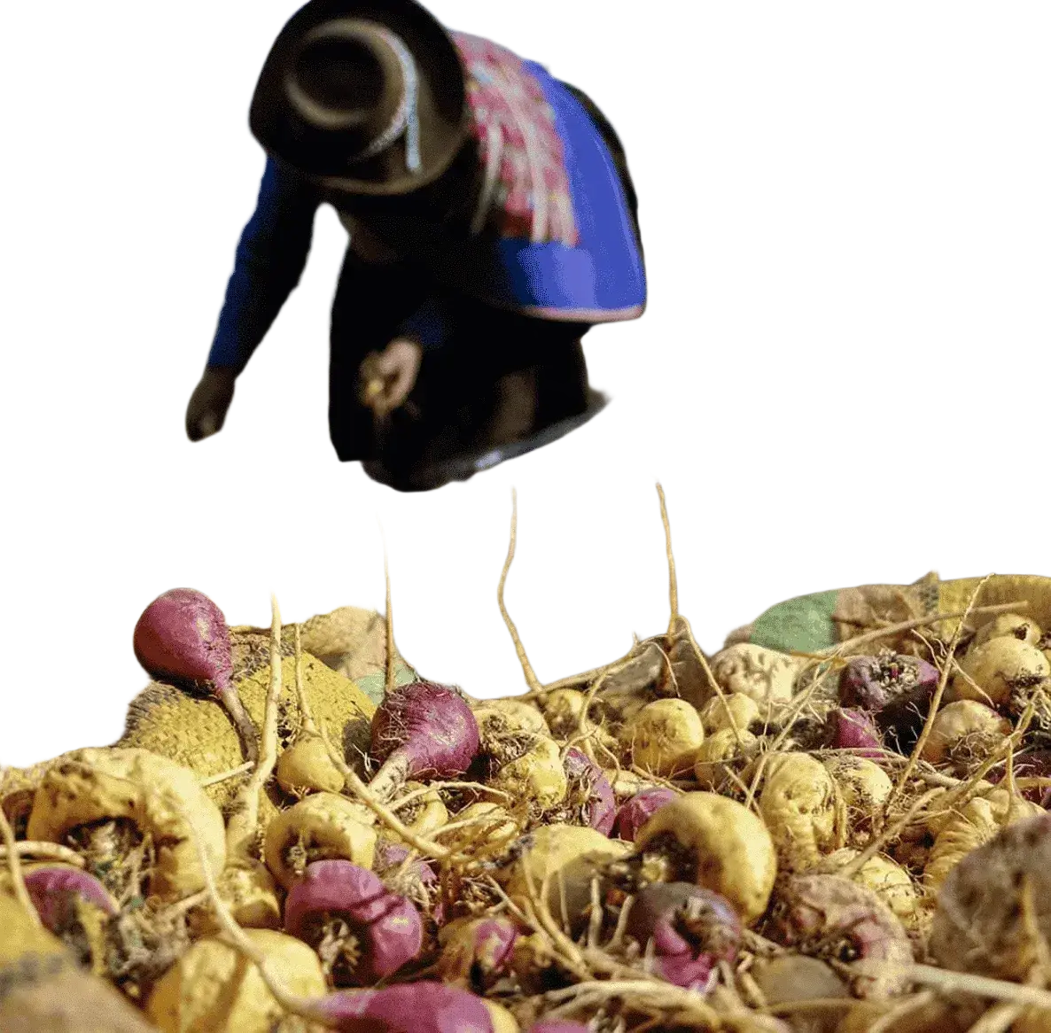 Verschiedene Bio Maca Kapseln in Schwarz, Rot und Gelb mit Vitamin C, vegan, Nahrungsergänzung von myvial