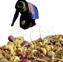 Pile of freshly harvested radishes with purple and yellow skin for bio maca kapseln schwarz rot gelb mix with vitamin c from mana shop organic maca capsules and acerola powder