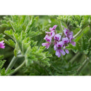Damascena Bergamote Bio 10ml