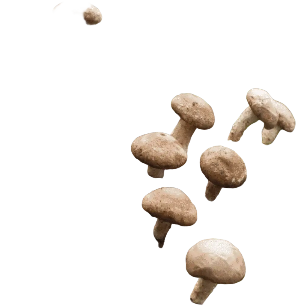 Vegan Bio-Shiitake-Kapseln in braun-grauer Verpackung, Nahrungsergänzung, 120 Stück, von myvial