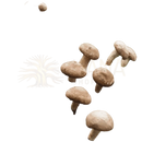 Bio shiitake kapseln mit braun-grauen shiitake pilzen auf moosigem holz, unterstützt das immunsystem