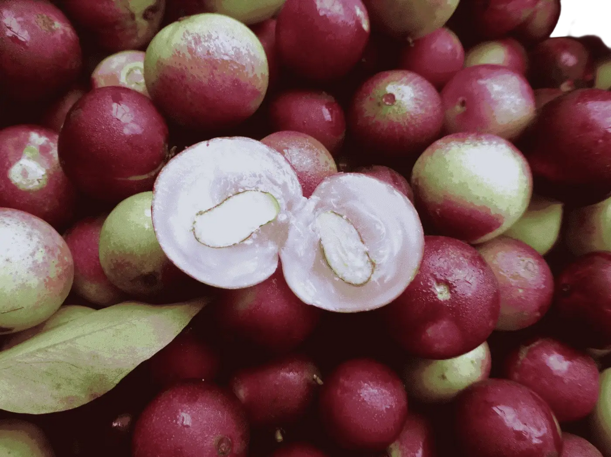 Bio Vitamin C Pulver von myvial in 100g, natürliches Camu Camu, Nahrungsergänzung, frisches, grünes Camu Camu Pulver in Dose