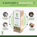 Bio-Eukalyptus-Tee in einer Tasse, frische Eukalyptusblätter neben der Tasse, Bioptimal Bio-Therapie, entspannender Kräutertee