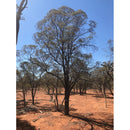 Buddha Wood – ätherisches Öl 5ml