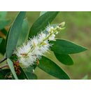 Blühender Cajeputbaum (Melaleuca leucadendron) mit charakteristischen weissen Blüten. Die Blätter dienen zur Herstellung von naturreinem ätherischem Cajeputöl.