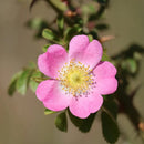 Eine Nahaufnahme einer rosa Wildrosenblüte mit fünf Blütenblättern und gelber Mitte, auch bekannt als Hagebutte oder „Rose Musquée“, in weichem natürlichem Licht.
