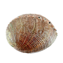 Natürliche braune concha abalon muschelgefäss mit strukturierter oberfläche und kleinen löchern zum räuchern beim mana shop