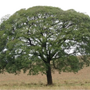 Eine majestätische grüne copaivabalsam ätherisches baum in einem offenen feld für mana shop ätherisches öl 5ml