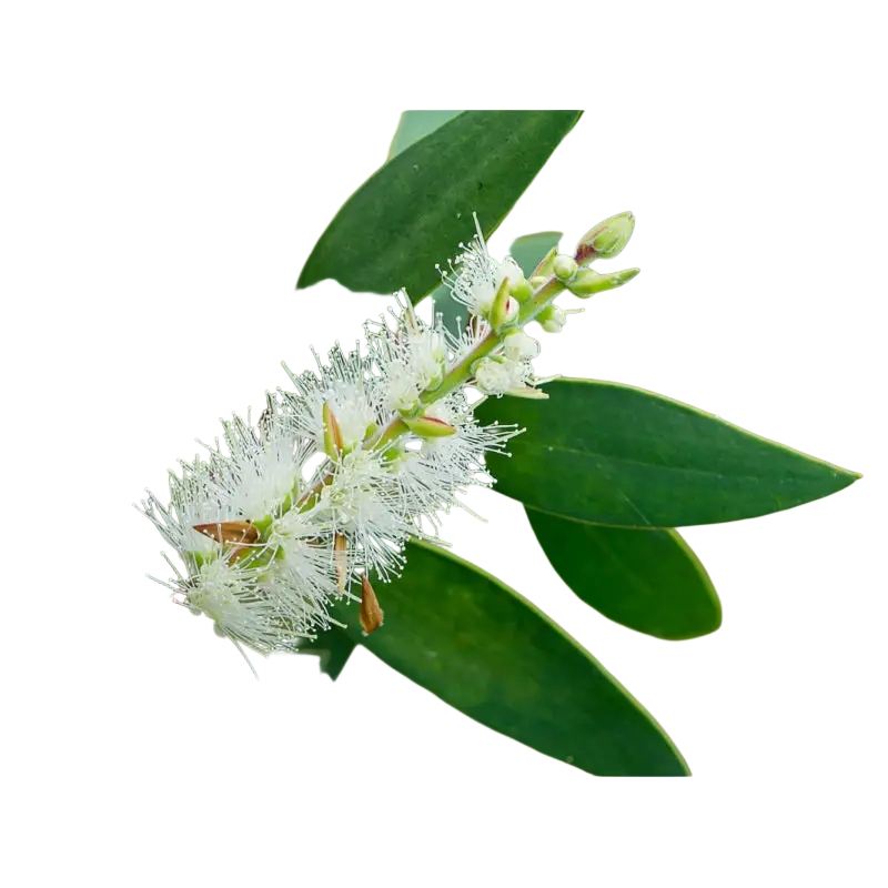 Damascena Bio Cajeput ätherisches Öl in 10 ml Flasche, naturreines Cajeputöl für Aromatherapie, Frische und Wohlbefinden.