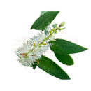Eine zarte weiße blüten mit schlanken stempeln an einem ast bei damascena cajeput bio ätherisches öl 10 ml