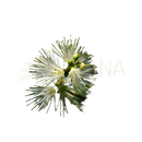 Weiße damascena lemonmyrtle bio blüten mit zarten staminen und grünen knospen für aromatherapie und wohlbefinden