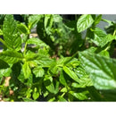 Frische grüne damascena nanaminze bio blätter mit gezackten kanten für spearmintöl im mana shop