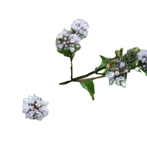 Damascena Bio Pfefferminzöl in 5 ml Flasche, naturreines ätherisches Öl mit frischem Minzduft für Aromatherapie und Klarheit