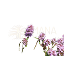 Ein feld zarter lila damascena thymian linalool blüten mit grünem laub im mana shop ätherisches öl 5ml