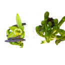 Dunkelbraune damascena vanille bourbon bio ätherisches öl pods zwischen grünen blättern für sinnlichkeit und wohlbefinden