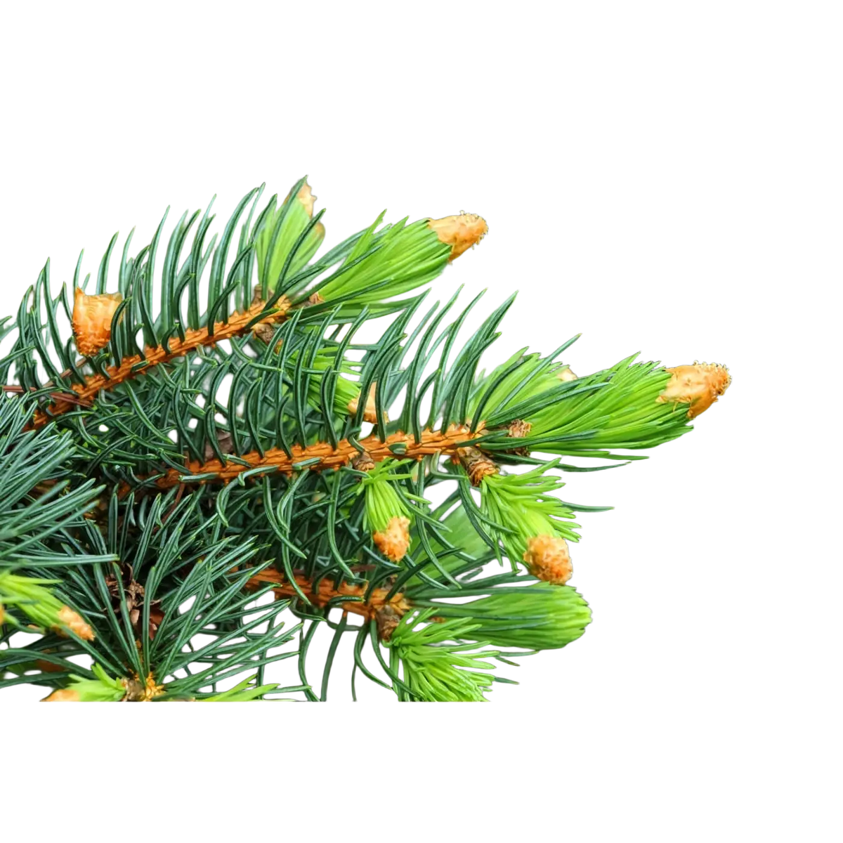 Damascena Bio Weisstannenöl 5 ml, naturreines ätherisches Öl aus der Schweiz, für Aromatherapie und Waldgefühl