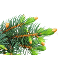 Ein zweig der damascena weisstanne bio mit grünen nadeln und kleinen orangen zapfen für aromatherapie im mana shop