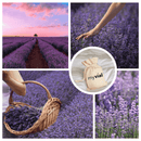 Bio Lavendelsäckchen – Entspannung aus der Natur 🌿🪻