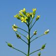 Eine Nahaufnahme von leuchtend gelben Blüten auf einem grünen Stiel mit einigen unreifen Samenkapseln, vor einem klaren blauen Himmel.