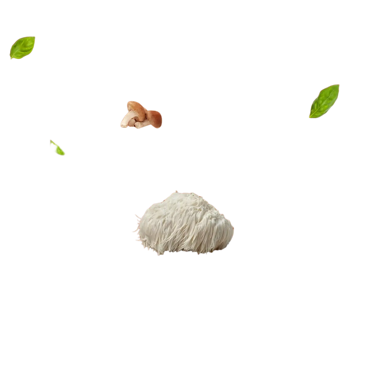 Erweiterter Pilzkomplex von Prowise Healthcare mit 6 Pilzen in veganen Tabletten, Nahrungsergänzung für Gesundheit und Wohlbefinden