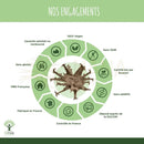 Ein getrockneter brauner harpagophytum bio teufelskrallen samenkapsel in einer infographic für unterstützung für verdauung und appetit