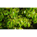 Feuilles de Ho (huile Ho-Scho) 5ml