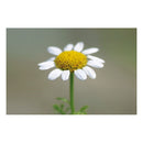 Camomille bleue bio 1ml