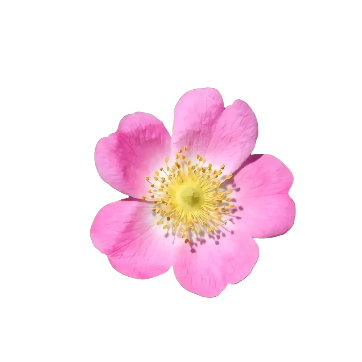 Gesichtspflege mit La Rose Musquée Bio-Hagebuttenöl von Comptoir des Huiles für strahlende, gepflegte Haut