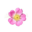 Eine zarte rosa rosenblüte mit fünf blütenblättern und gelbem zentrum für la rose musquée bio-hagebuttenöl von mana shop green expert organic für facial massage oil