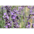 Organic Damascena Bergamot 10ml