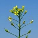 Bio Leindotteröl von COMPTOIR DES HUILES, Gesichts-, Körper- und Haarpflege, flüssiges Öl in dunkler Flasche