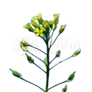 Tall slender green leindotter plant with bright yellow flowers and buds for bio camelina oil by mana shop