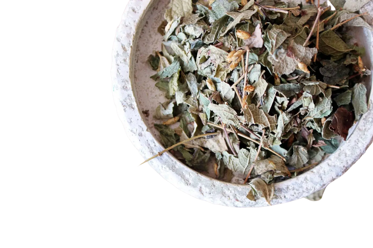 Getrocknetes mexikanisches Traumkraut Calea zacatechichi für luzides Träumen in einer Tee-Verpackung, von Ayamani Naturals.