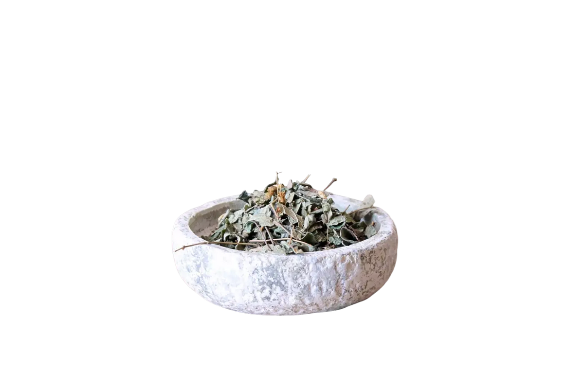 Getrocknetes mexikanisches Traumkraut Calea zacatechichi für luzides Träumen, als Tee von Ayamani Naturals.