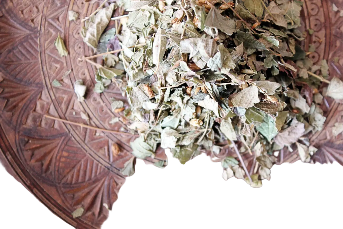 Getrocknetes mexikanisches Traumkraut Calea zacatechichi für luzides Träumen in einer Teeschale, ideal für Traumerinnerung und Bewusstseinskontrolle