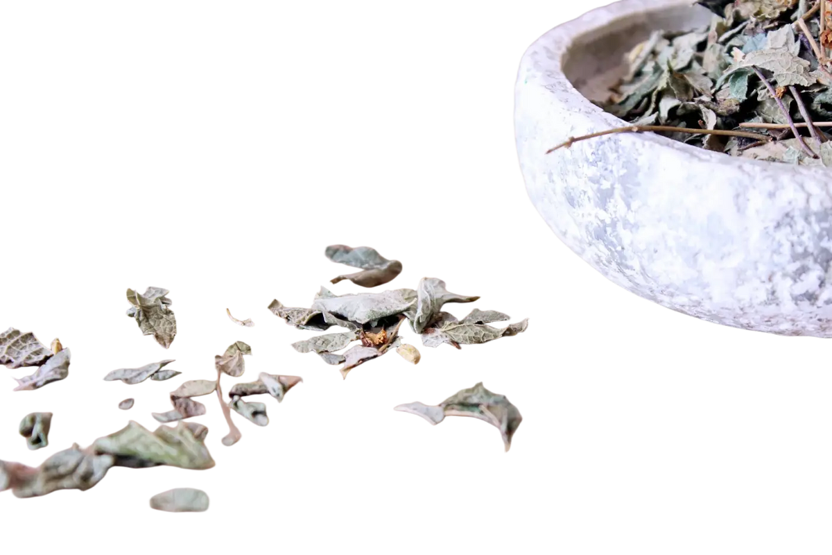 Getrocknetes mexikanisches Traumkraut Calea zacatechichi für luzides Träumen, in einer Packung Aztec Dream Grass Tee von Ayamani Naturals