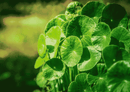 Bio Gotu Kola Pulver von myvial, 100 g, aus Sri Lanka, reines Nahrungsergänzungsmittel in Pulverform.