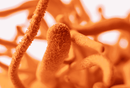 Bio Cordyceps Kapseln von myvial, vegane Nahrungsergänzung, 120 Stück, 1000 mg Vitalpilze in Kapseln, natürliche Energiequelle