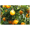 Reife Bio-Orangen am Orangenbaum. Frische Citrus sinensis Früchte in sonnigem Orangenhain als Ursprung für naturreines ätherisches Orangenöl und Aromatherapie-Produkte.