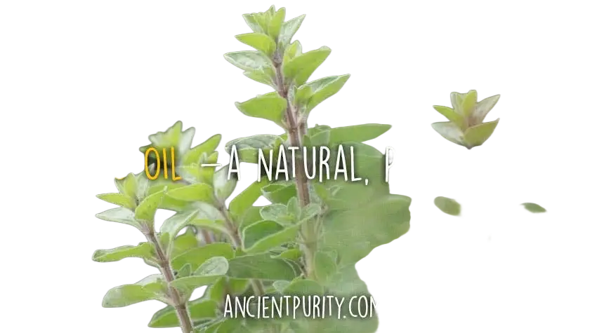 Flasche mit 30 ml ätherisches Oregano-Öl von Ancient Purity, grünliches Liquid in dunkler Glasflasche, frisches ätherisches Öl