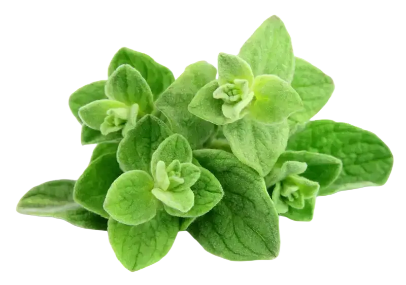 Ätherisches Oregano Öl von Ancient Purity, 30 ml Flasche mit frischem, grünem Oregano-Öl in dunkler Flasche.