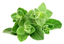 Frische grüne oregano blätter mit leicht samtiger textur und runden kanten für oregano ätherisches öl aromatherapie natürlich