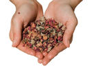 A pair of hands holds organische rosenblüten ayurvedische kräuterhilfe von paavani ayurveda in pink und burgundy tones