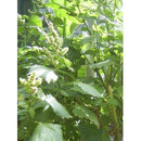 Damascena Patchouli BIO Ätherisches Öl 5 ml aus Pogostemon cablin. Naturreines Bio-Patchouliöl für Aromatherapie, Meditation, Yoga und Entspannung.